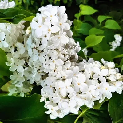 Сирень МАЛЕНЬКИЙ ПРИНЦ  Сирень МАЛЕНЬКИЙ ПРИНЦ в Орле