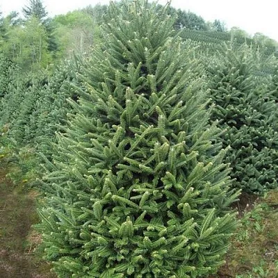 Пихта ФРАЗЕРА  Пихта ФРАЗЕРА в Орле