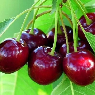 Вишня ВЯНОК  Вишня ВЯНОК в Орле