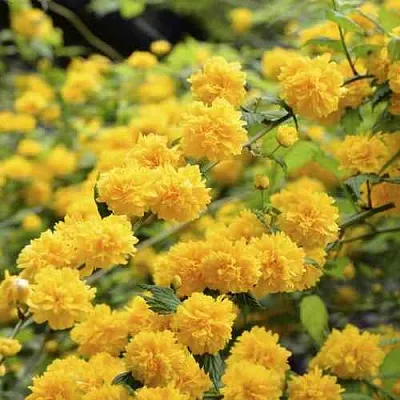 Керрия японская АУРЕОВАРИЕГАТТА  Керрия японская АУРЕОВАРИЕГАТТА в Орле