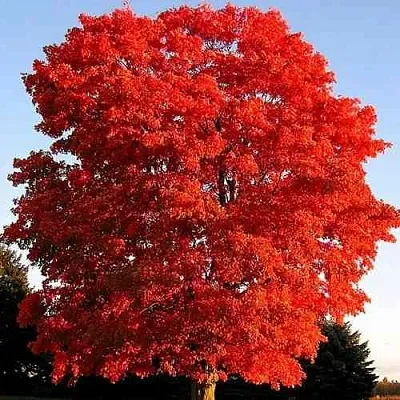 Дуб красный   Дуб красный  в Орле