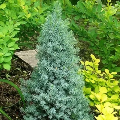 Ель КОНИКА сизая  Ель КОНИКА сизая в Орле