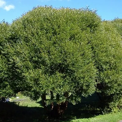 Ива ломкая   Ива ломкая  в Орле