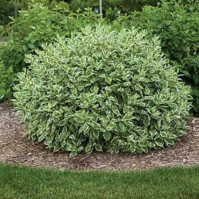 Дерен ЭЛЕГАНТИССИМА белый  Дерен ЭЛЕГАНТИССИМА белый в Орле