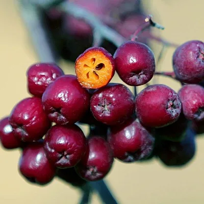Рябина сладкоплодная  Рябина сладкоплодная в Орле