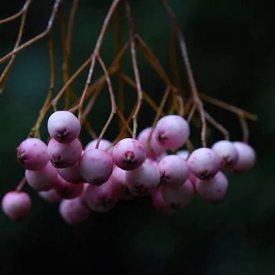 Рябина ПЕКИНСКАЯ сладкоплодная  Рябина ПЕКИНСКАЯ сладкоплодная в Орле