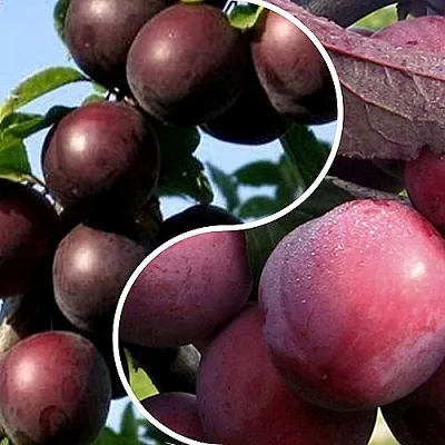 Комплект ИЗЮМИНКА САДА в Орле