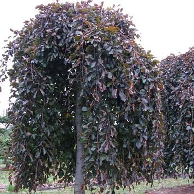 Бук  Бук в Орле