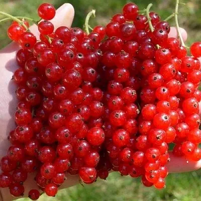 Смородина красная РЕД ПУЛ  Смородина красная РЕД ПУЛ в Орле