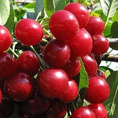 Вишня ГЛУБОКСКАЯ  Вишня ГЛУБОКСКАЯ в Орле