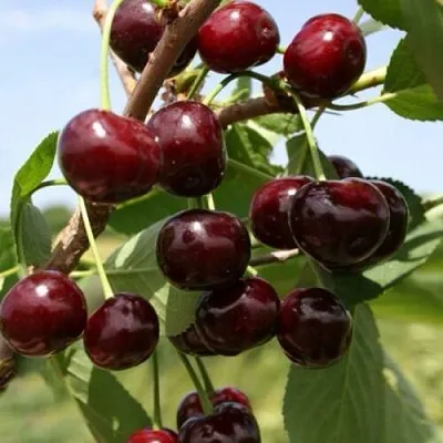 Вишня ГРИОТ БЕЛОРУССКИЙ  Вишня ГРИОТ БЕЛОРУССКИЙ в Орле