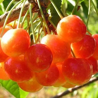 Черешня СОПЕРНИЦА  Черешня СОПЕРНИЦА в Орле