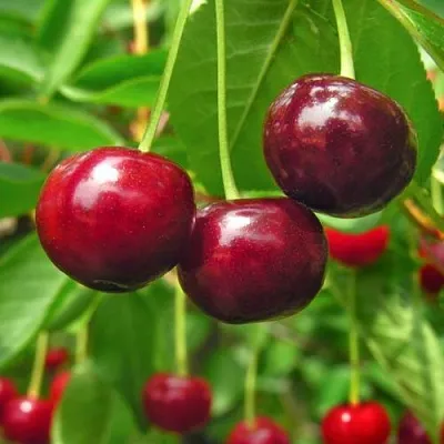 Вишня УЙФЕХЕРТОЙ ФЮРТОШ  Вишня УЙФЕХЕРТОЙ ФЮРТОШ в Орле