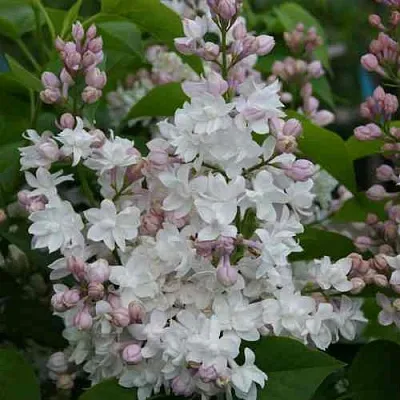 Сирень КРАСАВИЦА МОСКВЫ  Сирень КРАСАВИЦА МОСКВЫ в Орле