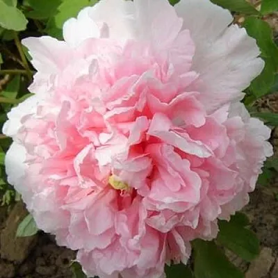 Пион БУКЕТ РОЗОВЫХ ГВОЗДИК древовидный  Пион БУКЕТ РОЗОВЫХ ГВОЗДИК древовидный в Орле