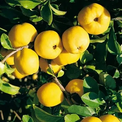 Айва ЦЕЗАРЬ в Орле