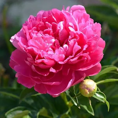 Пион БУШЕЛА травянистый  Пион БУШЕЛА травянистый в Орле