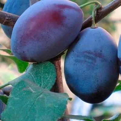 Слива СМОЛИНКА  Слива СМОЛИНКА в Орле