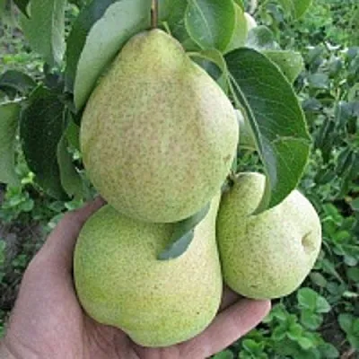 Груша КУДЕСНИЦА  Груша КУДЕСНИЦА в Орле