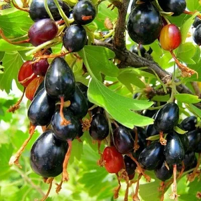 Смородина золотистая БОКАЛИНСКАЯ  Смородина золотистая БОКАЛИНСКАЯ в Орле