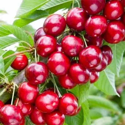 Вишня МАЛЮТКА колонновидная  Вишня МАЛЮТКА колонновидная в Орле