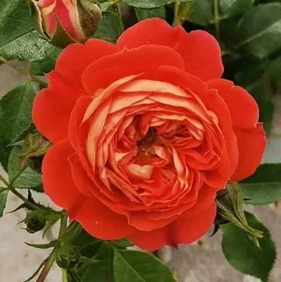 Саженцы роз СТАРЛЕТ РОУЗ КАРМЕН плетистая  Саженцы роз СТАРЛЕТ РОУЗ КАРМЕН плетистая в Орле