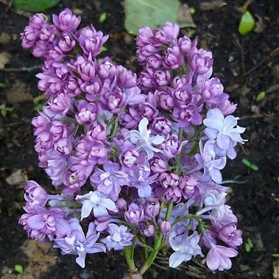 Сирень НАДЕЖДА  Сирень НАДЕЖДА в Орле