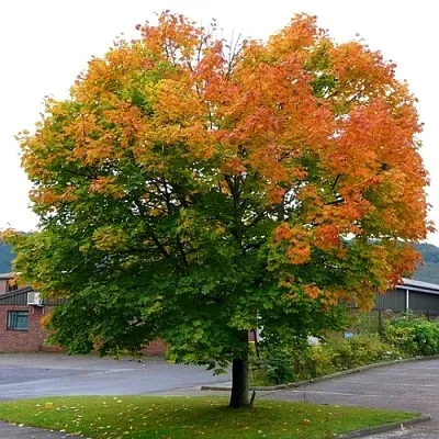 Клен остролистный  Клен остролистный в Орле