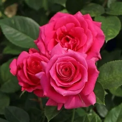 Саженцы роз ЛАВ ЛЕТТЕР флорибунда  Саженцы роз ЛАВ ЛЕТТЕР флорибунда в Орле