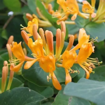 Жимолость ТЕЛЬМАНА в Орле