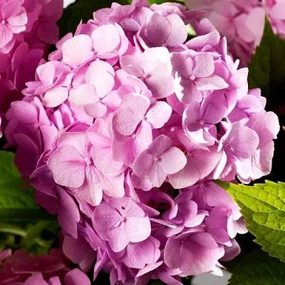 Гортензия БУКЕТ РОУЗ крупнолистная в Орле
