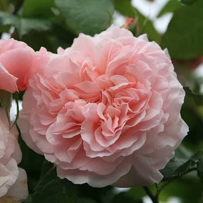 Саженцы роз РОЗ ДЕ ТОЛБИАК плетистая  Саженцы роз РОЗ ДЕ ТОЛБИАК плетистая в Орле