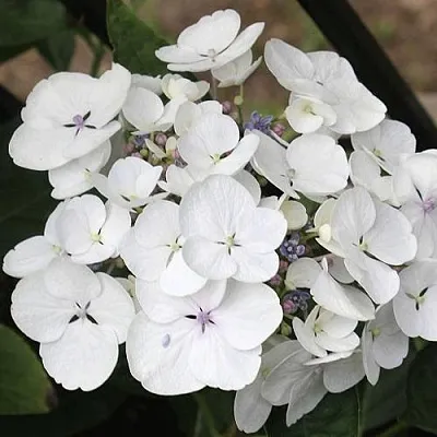 Гортензия ЛИБЕЛЛЕ крупнолистная  Гортензия ЛИБЕЛЛЕ крупнолистная в Орле