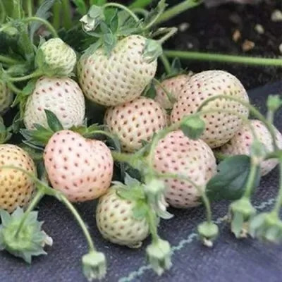 Клубника АНАНАСА ремонтантная — описание сорта Клубника АНАНАСА ремонтантная в Орле