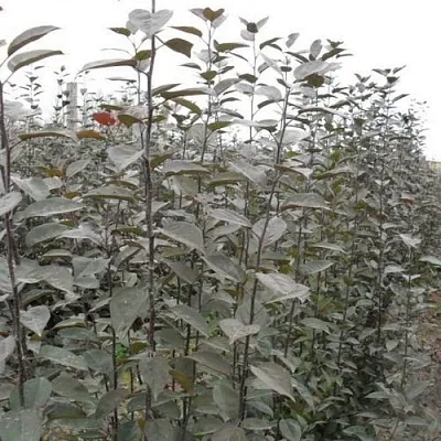 Подвой яблони 54-118 в Орле