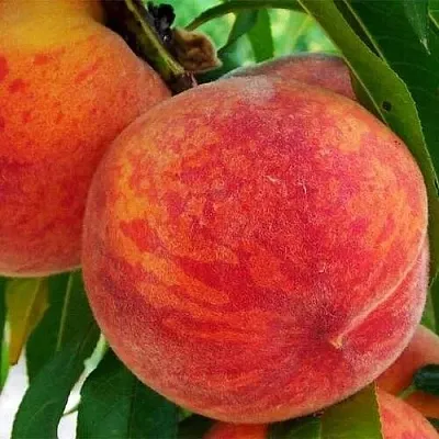 Персик ЗОЛОТОЙ ЮБИЛЕЙ  Персик ЗОЛОТОЙ ЮБИЛЕЙ в Орле