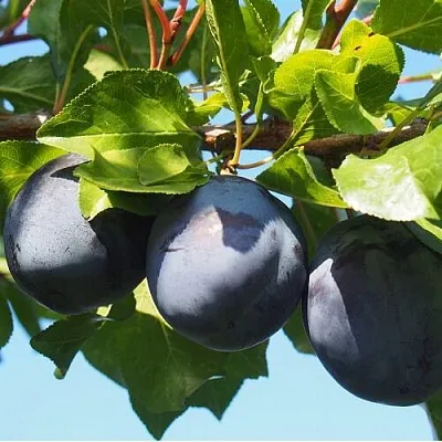 Слива ВОЛАТ  Слива ВОЛАТ в Орле