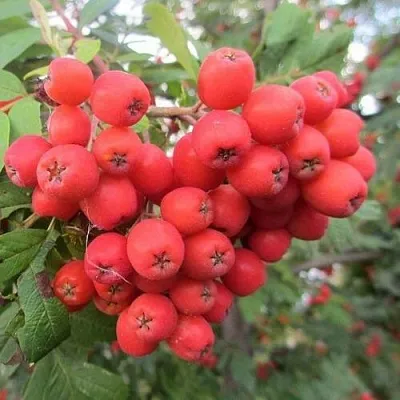 Рябина НЕВЕЖИНСКАЯ сладкоплодная  Рябина НЕВЕЖИНСКАЯ сладкоплодная в Орле