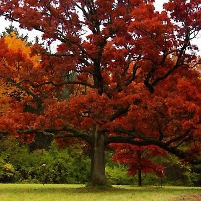 Дуб  Дуб в Орле