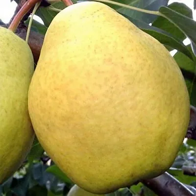 Груша ОСЕННИЙ ВЕЛИКАН  Груша ОСЕННИЙ ВЕЛИКАН в Орле