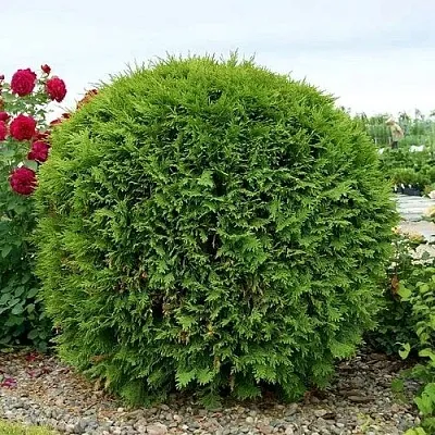 Туя ВУДВАРДИ западная  Туя ВУДВАРДИ западная в Орле