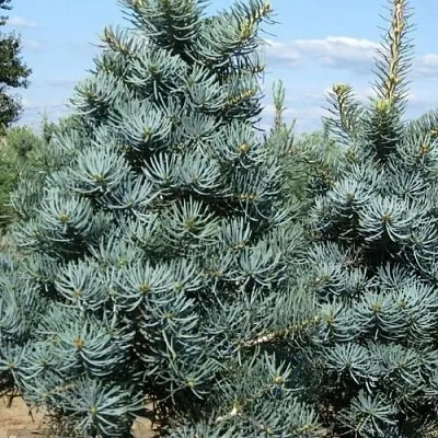 Пихта КОНКОЛОР  Пихта КОНКОЛОР в Орле