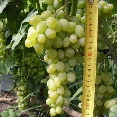 Виноград АНАНАСНЫЙ РАННИЙ  Виноград АНАНАСНЫЙ РАННИЙ в Орле