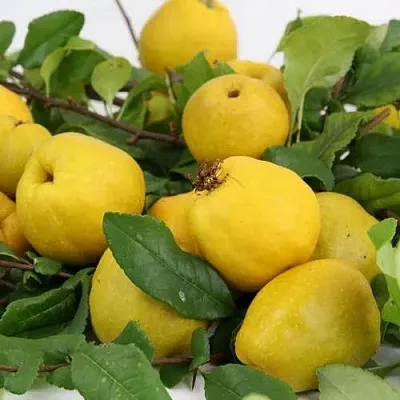 Айва ЯПОНСКАЯ  Айва ЯПОНСКАЯ в Орле