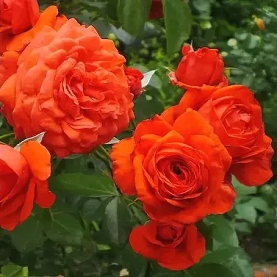 Саженцы роз МАЙНТАУЭР плетистая  Саженцы роз МАЙНТАУЭР плетистая в Орле