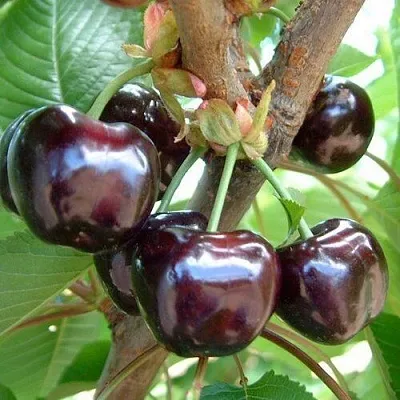 Черешня МУСКАТНАЯ  Черешня МУСКАТНАЯ в Орле