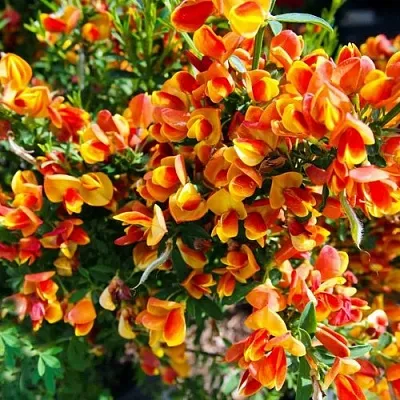 Ракитник АНДРЕАНУС  Ракитник АНДРЕАНУС в Орле