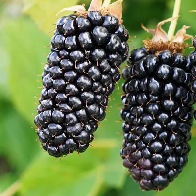 Ежевика КОЛАМБИЯ ГИГАНТ бесшипная  Ежевика КОЛАМБИЯ ГИГАНТ бесшипная в Орле