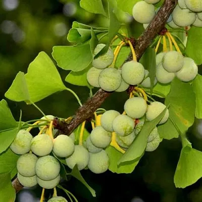 Гинкго билоба  Гинкго билоба в Орле