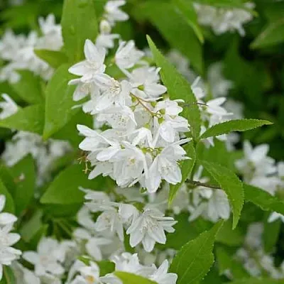 Дейция шершавая  Дейция шершавая в Орле